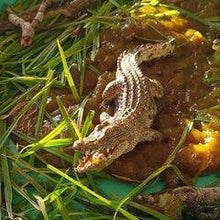 Load image into Gallery viewer, Slime Kit - create your own natural rainbow slime